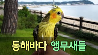 [앵무파파] 동해바다에서 여름휴가중인 앵무새가족, 파인애플코뉴어 코니, 이사벨펄왕관앵무 베리, 레드옐로우사이드코뉴어 연두와 초롱이의 힐링, 강원고성거진해변 [2020.08.14]