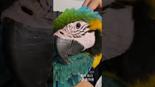 청금강 청일이 귀여운얼굴