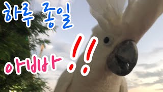 앵무새에게 아빠를 가르치면 안되는 이유!