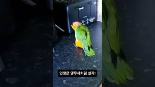 앵무새 키워야 하는 이유