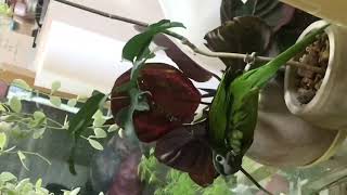 #한스마카우#해리의 일상