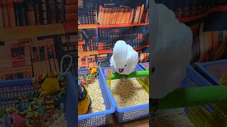 엄브렐라 코카투, 청금강, 뉴기니아 앵무, 검은 머리 카이큐