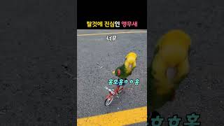 탈것에 진심인 앵무새 #동물 #앵무새 #아마존앵무새