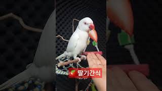 딸기간식#parrot #앵무새#목도리앵무새 #코뉴어#모란#먹방