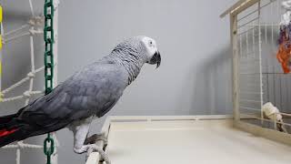 회색앵무) 심심한 우리 쿠키