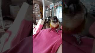 집사에게 말대꾸하는 앵두/소음주의 #앵무새