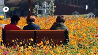 강변 따라 꽃물결 넘실…장성 노란꽃축제 장관 / 연합뉴…