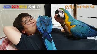 청금강/홍금강 앵무새 분양 합니다