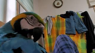 털 정리하는 청금강앵무새 루카