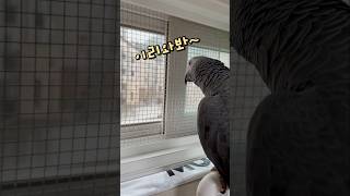 비랑 이야기하는 앵무새 ️☔ 회색앵무 잠바