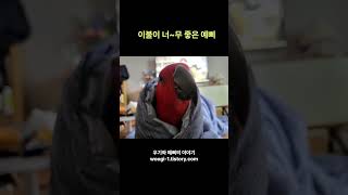 이불이 너무 좋은 예삐  #shorts #birds #parrot #앵무새 #예삐 #앵무새예삐