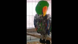 self injury Eclectus parrot therapy course 51 자해하는 뉴기니아앵무새 치료과정 51