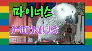 짧지만 강력히 호소합니다~[연구대상앵무새똘이]