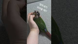 강아지같은 앵무새 장군이 #코뉴어 #앵무새 #앵집사 #…