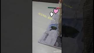 사고치는 토미~~~ㅋㅋ퀘이커♡앵무새♡