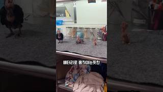 앵무새가 장난감처럼 움직이는 이유