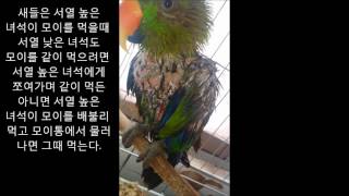 self injury Eclectus parrot th…