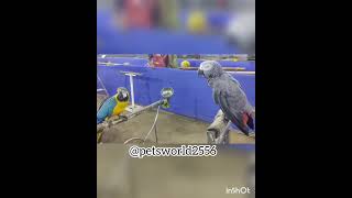 Blue Gold Macaw And Grey Parrot#viral #youtubeshorts #birds