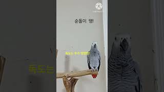 앵무새ㅡ순돌이 땡! 틀렸어
