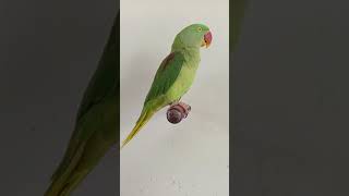 talking parot#viralvideo  #youtubeshorts
