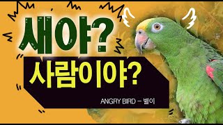 앵무새야? 사람이야? / 앵무새가 이런 말까지 한다고? / 앵무새가 개콘보다 더 웃기다!!  / 사람과 대화 가능앵무새 / ANGRY BIRD