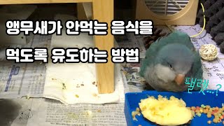 앵무새 이유식 기간 및 알곡&팰렛 적응 방법등 알아야 할 내용 정리(feat. 사과먹방ASMR)