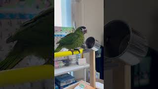 아가 한스마카우 곡물적응중 먹는 모습도 아기 아기❤#한스마카우 #앵무새 #birds #parrot