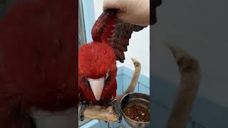 홍긍강 앵무새 홍금강 만지기