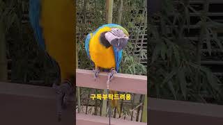 소리지르는 청금강앵무새 루카