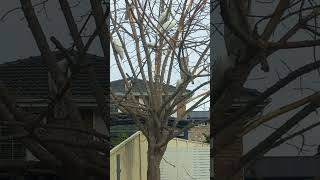 코카투들아 뭐하니? 코카투 무리의 습격?? #austr…