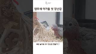 태어난지 약 1개월 정도 된 갈라코카투 아가들의 첫 촉…