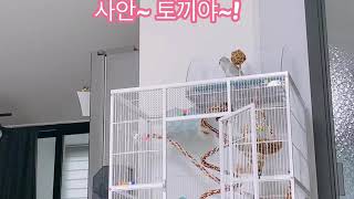 [퀘이커앵무 일구] 오랜만에 불러보는 산토끼~