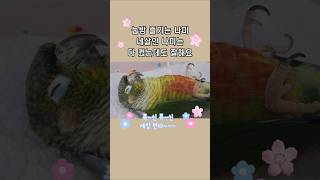 앵무새눕방#앵무새 자는모습#코뉴어앵무새#말하는앵무새#animals#talking parrot