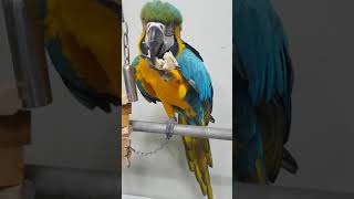 청금강에게 케밥은?????