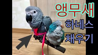 앵무새 하네스 착용법 :: 회색앵무 무무의 첫 하네스 착용:)