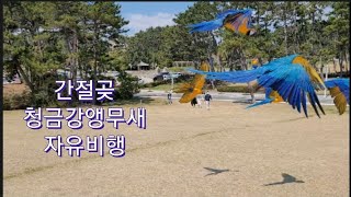 간절곶에서 청금강앵무새 자유비행