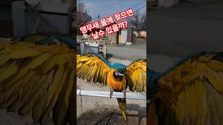 아기 앵무새 목욕 #청금강 #macaw #베율