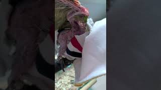 앵무새 한스마카우 자해 후 회복기