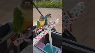 앵무새 유모차 첫시승#반려동물#벨로#한스마카우#영상#bello#image#parrot