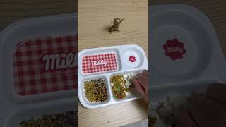 까나리즈 먹방 #앵무새 #모란앵무 #퀘이커앵무새