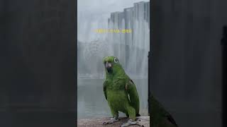 안녕하세요 저는 아랑이에요