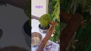 목욕하는 한스마카우앵무새