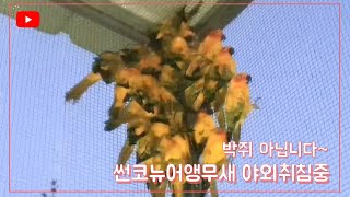 썬코뉴어(sunconure)앵무새가 이렇게  잠자는거 보셨나요?