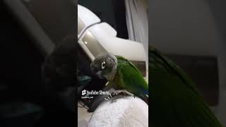 해바라기씨 먹방#코뉴어#앵무새#해바리기씨