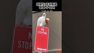 아무도 코카투를 말릴 수 없어.... #코카투 #새 #반려새 #비둘기 #앵무새  #bird #cockatoo #parrot