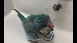 I gave my Quaker parrot a bath…