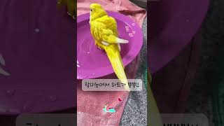 목욕도 거침없이ㅋㅋ 생후 2개월 아가새 첫목욕 #퀘이커앵무새 #루티노퀘이커