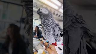 Most Intelligent Parrot Breeds…