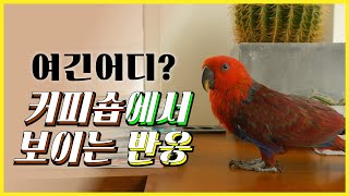 앵무새가 커피숍에 갔을때 보이는 반응!