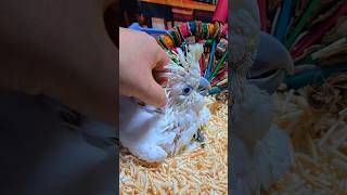 아기 듀컵코카투예요. #birdslover #parro…